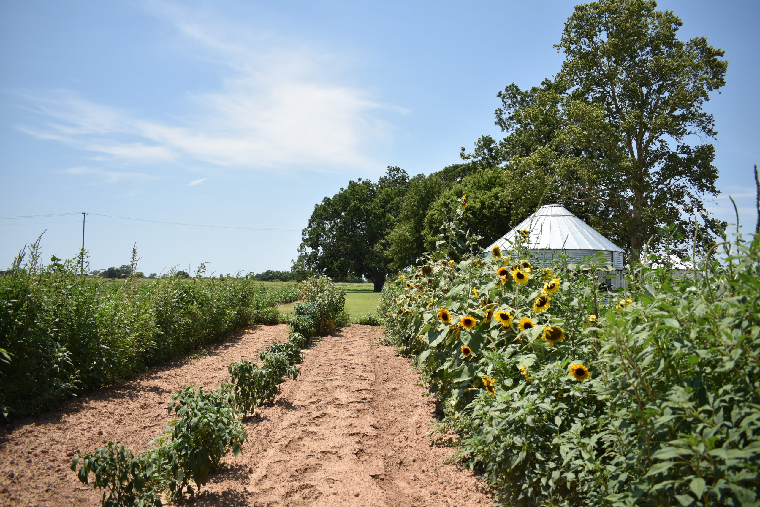 A dirt path runs between fields of green plants and sunflowers, leading towards a white silo, under a clear blue sky.